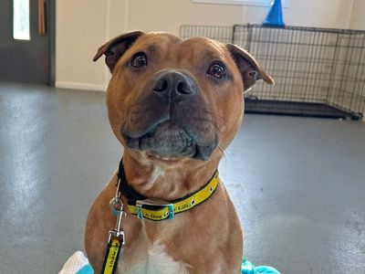 Brandy | Terrier (Staffordshire Bull) | Basildon (Essex) - 3