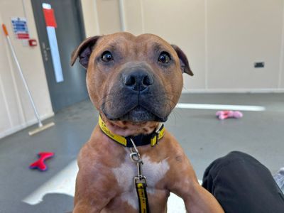 Brandy | Terrier (Staffordshire Bull) | Basildon (Essex) - 2