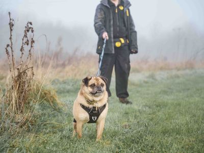 Miles | Pug Cross | Loughborough - 3