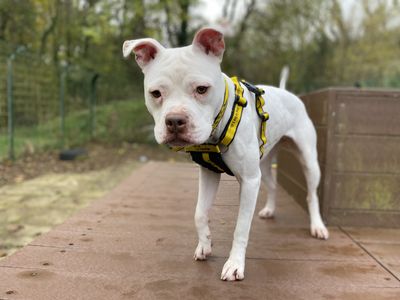 Emma | Boxer Cross | Ilfracombe - 3