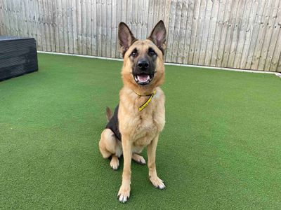 Opel | German Shepherd Dog | Darlington - 3