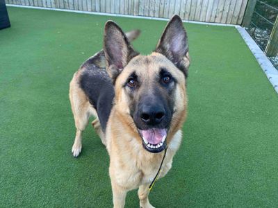 Opel | German Shepherd Dog | Darlington - 1