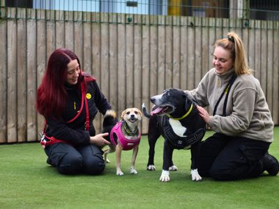 Judy | Terrier (Yorkshire) Cross | Manchester - 2