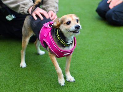 Judy | Terrier (Yorkshire) Cross | Manchester - 3