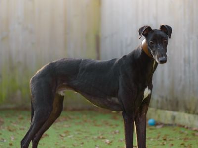 Arthur | Greyhound | Kenilworth (West Midlands) - 2