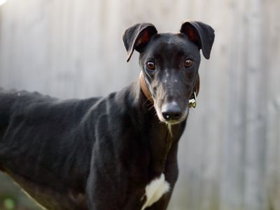 Arthur | Greyhound | Kenilworth (West Midlands) - 3