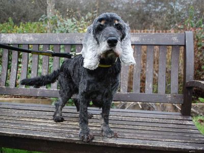 Ruby | Spaniel (Cocker) | Newbury (Berkshire) - 5