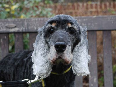 Ruby | Spaniel (Cocker) | Newbury (Berkshire) - 3