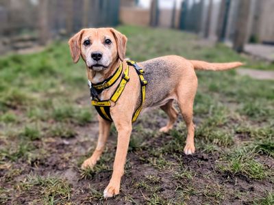 Meg | Beagle Cross | Cardiff - 5