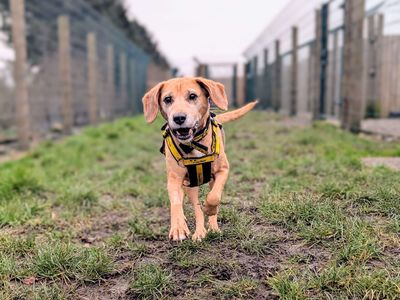 Meg | Beagle Cross | Cardiff - 3