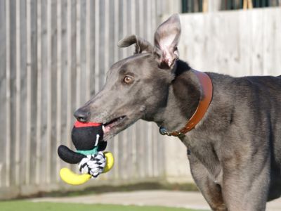 Harry | Greyhound | Evesham (Worcestershire) - 3