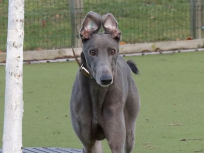 Harry | Greyhound | Evesham (Worcestershire) - 5