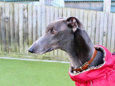 Harry | Greyhound | Evesham (Worcestershire) - 3