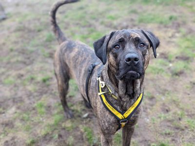 Una | Mastiff Cross | Bridgend (Wales) - 3