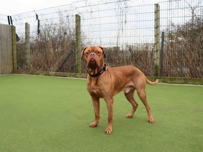 Ollie | Dogue De Bordeaux | Darlington - 1