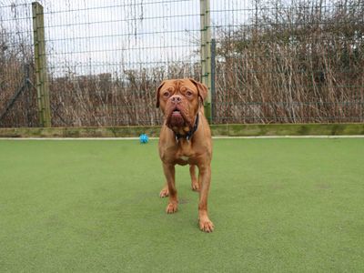 Ollie | Dogue De Bordeaux | Darlington - 3