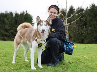 Skye | Siberian Husky | Leeds - 3