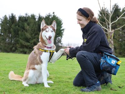 Skye | Siberian Husky | Leeds - 2