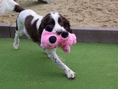 Marley | Spaniel (English Springer) | Shoreham (Sussex) - 5