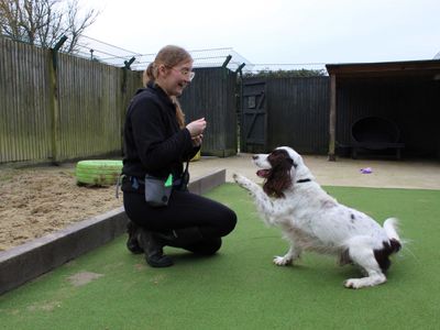 Marley | Spaniel (English Springer) | Shoreham (Sussex) - 3