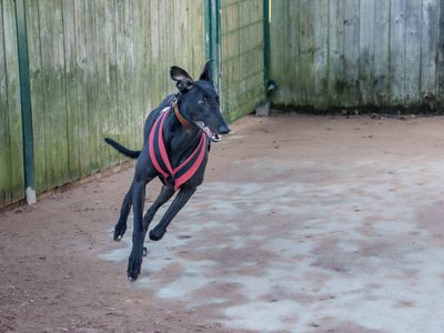 Billy | Greyhound | Loughborough - 5