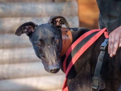 Billy | Greyhound | Loughborough - 3