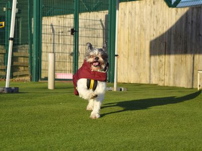 Kizzy | Shih Tzu Cross | Harefield West London - 2