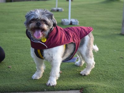 Kizzy | Shih Tzu Cross | Harefield West London - 3