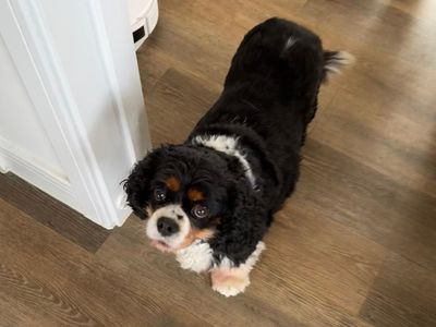 Millie | Spaniel (Cavalier King Charles) | Loughborough - 3