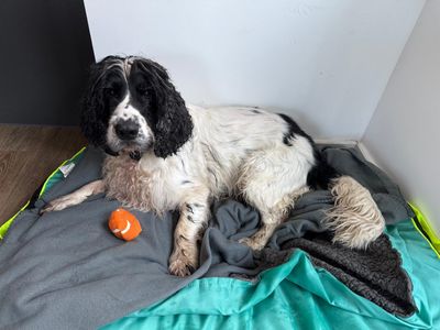 Marley | Spaniel (Cocker) | Loughborough - 3