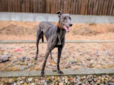 Lucille the Seal | Greyhound | Cardiff - 5