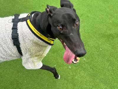 Fiyero | Greyhound | Canterbury - 5