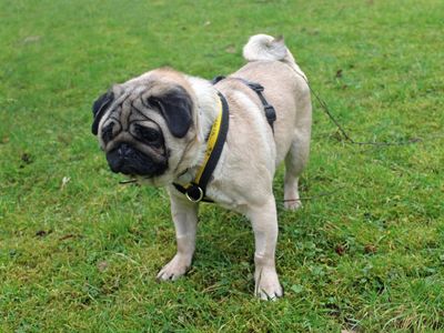 Luna | Pug | Merseyside (Liverpool) - 2