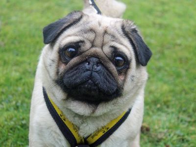 Darcy | Pug | Merseyside (Liverpool) - 2