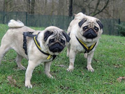 Darcy | Pug | Merseyside (Liverpool) - 3