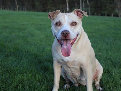 Adopt a Terrier (Staffordshire Bull) Cross Rescue Dog | Piper | Dogs Trust