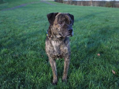 Brodie | Terrier (Staffordshire Bull) Cross | Darlington - 3