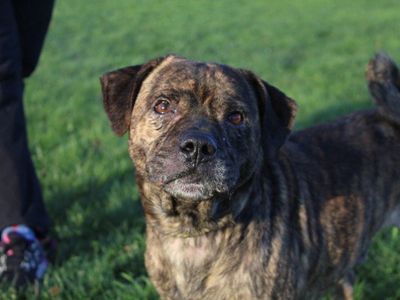 Brodie | Terrier (Staffordshire Bull) Cross | Darlington - 2