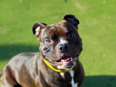 Harley | Terrier (Staffordshire Bull) | Manchester - 5