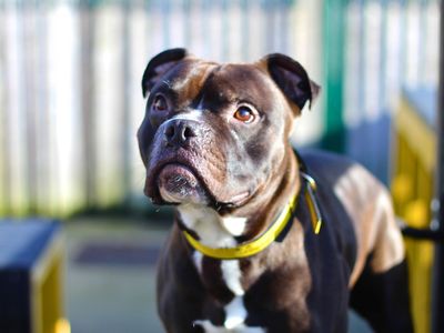 Harley | Terrier (Staffordshire Bull) | Manchester - 3