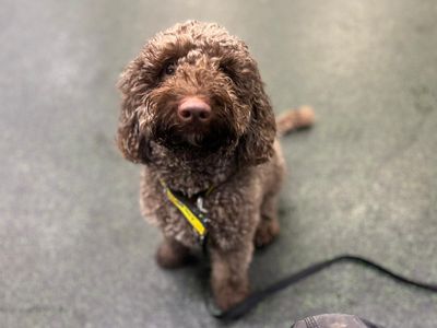 Rupert | Spaniel (Cocker) Cross | Canterbury - 3