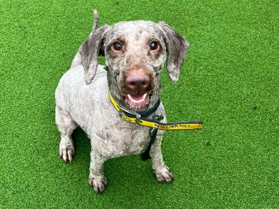 Rupert | Spaniel (Cocker) Cross | Canterbury - 2