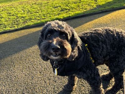 Marlow | Poodle (Toy) Cross | Manchester - 3