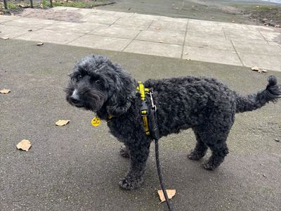 Marlow | Poodle (Toy) Cross | Manchester - 5