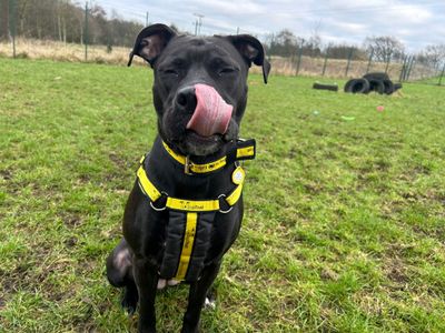 Kiwi | Boxer Cross | West Calder (Edinburgh) - 3