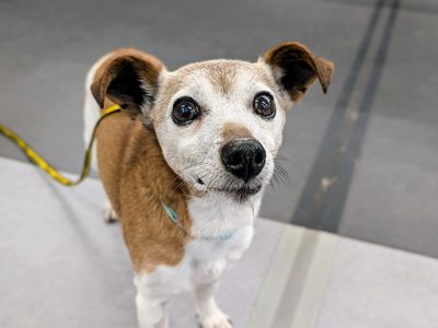 Popi | Terrier (Jack Russell) | Cardiff - 3