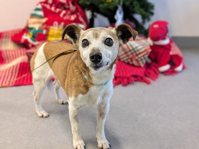 Popi | Terrier (Jack Russell) | Cardiff - 2