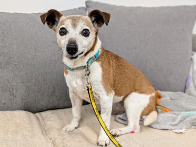 Popi | Terrier (Jack Russell) | Cardiff - 3