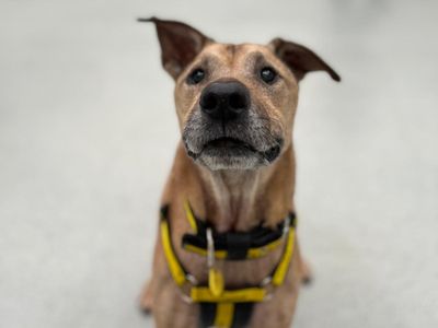 Mia | Shar Pei Cross | Manchester - 3