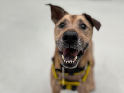 Mia | Shar Pei Cross | Manchester - 5